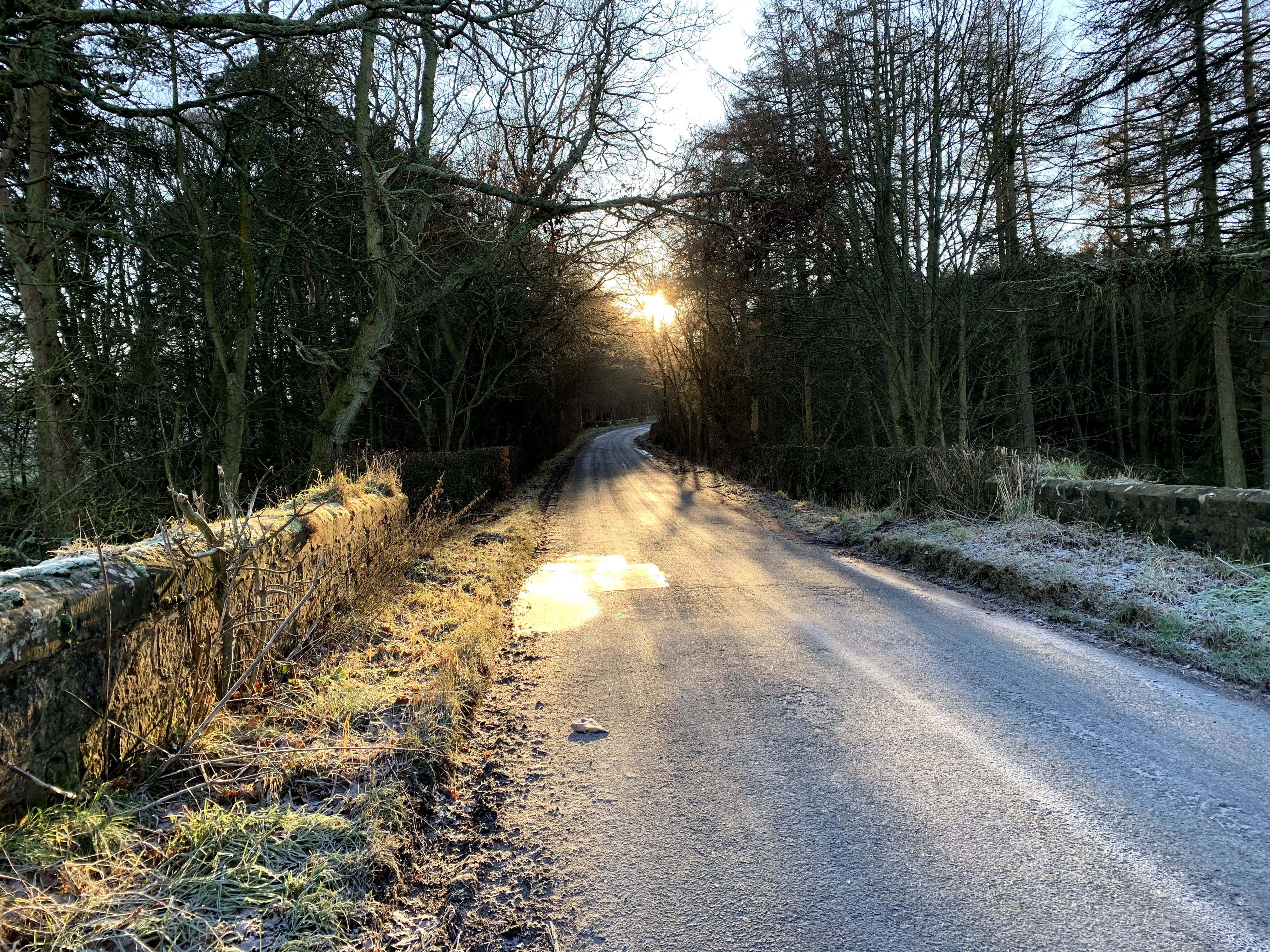 A photograph of a trail in the forest that veers to the right of the image where the sun is setting. 