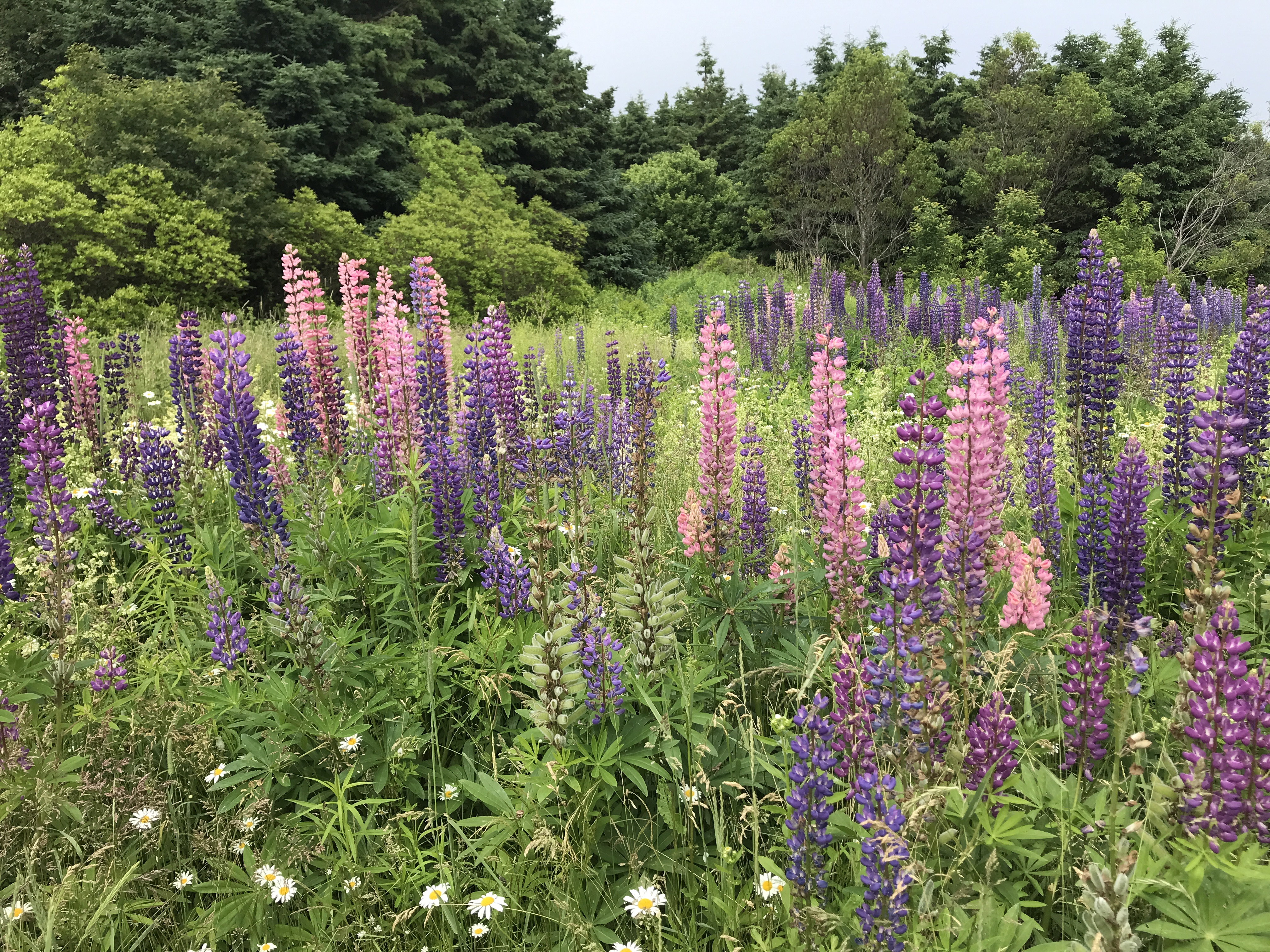 lupins A patch of purple and pink lupins and white daisies growing along a Prince Edward Island roadside. Photo by Julie A Sellers.