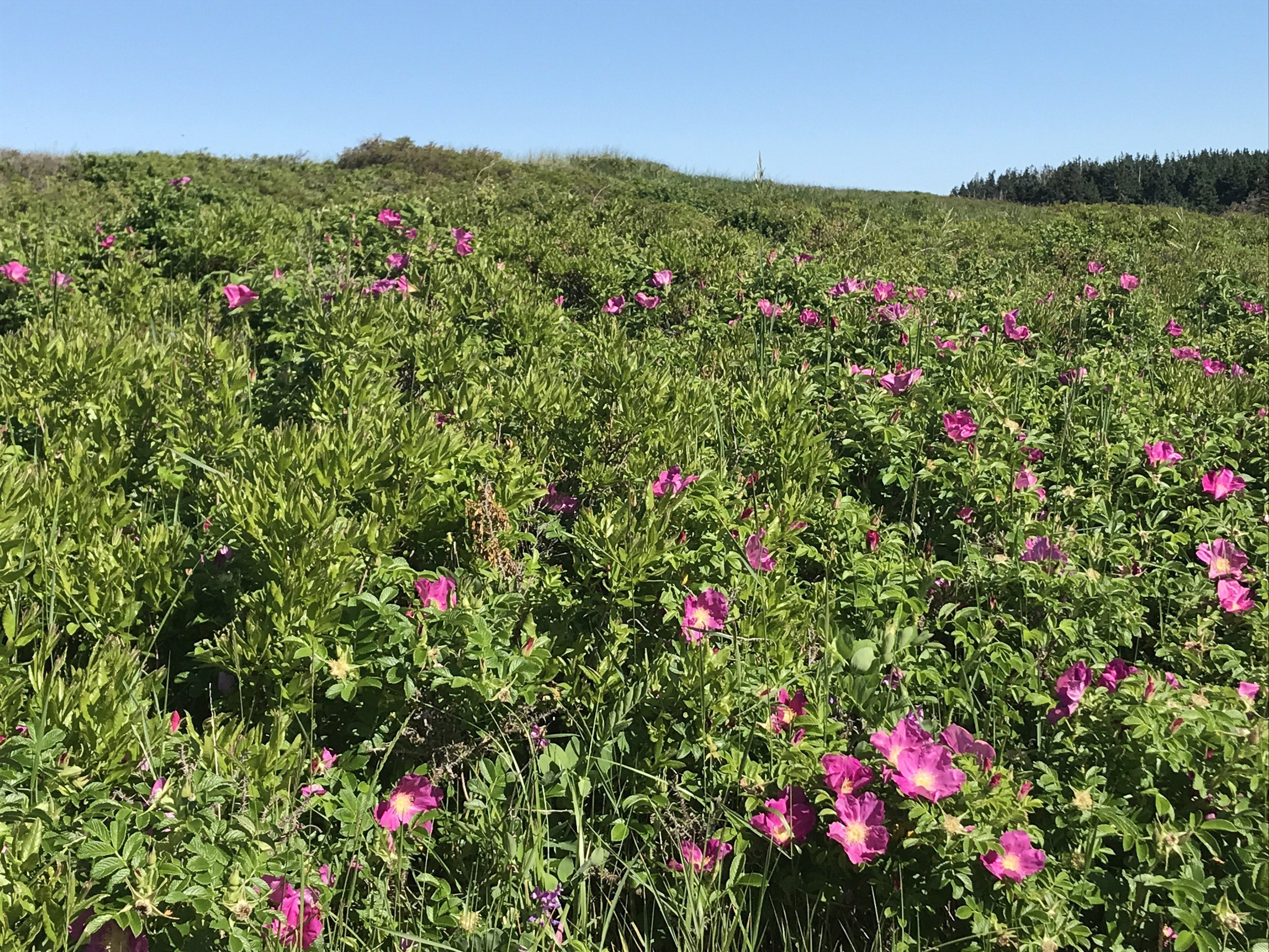 wild roses Pink wild roses dotting the sand dunes, Prince Edward Island. Photo by Julie A. Sellers.
