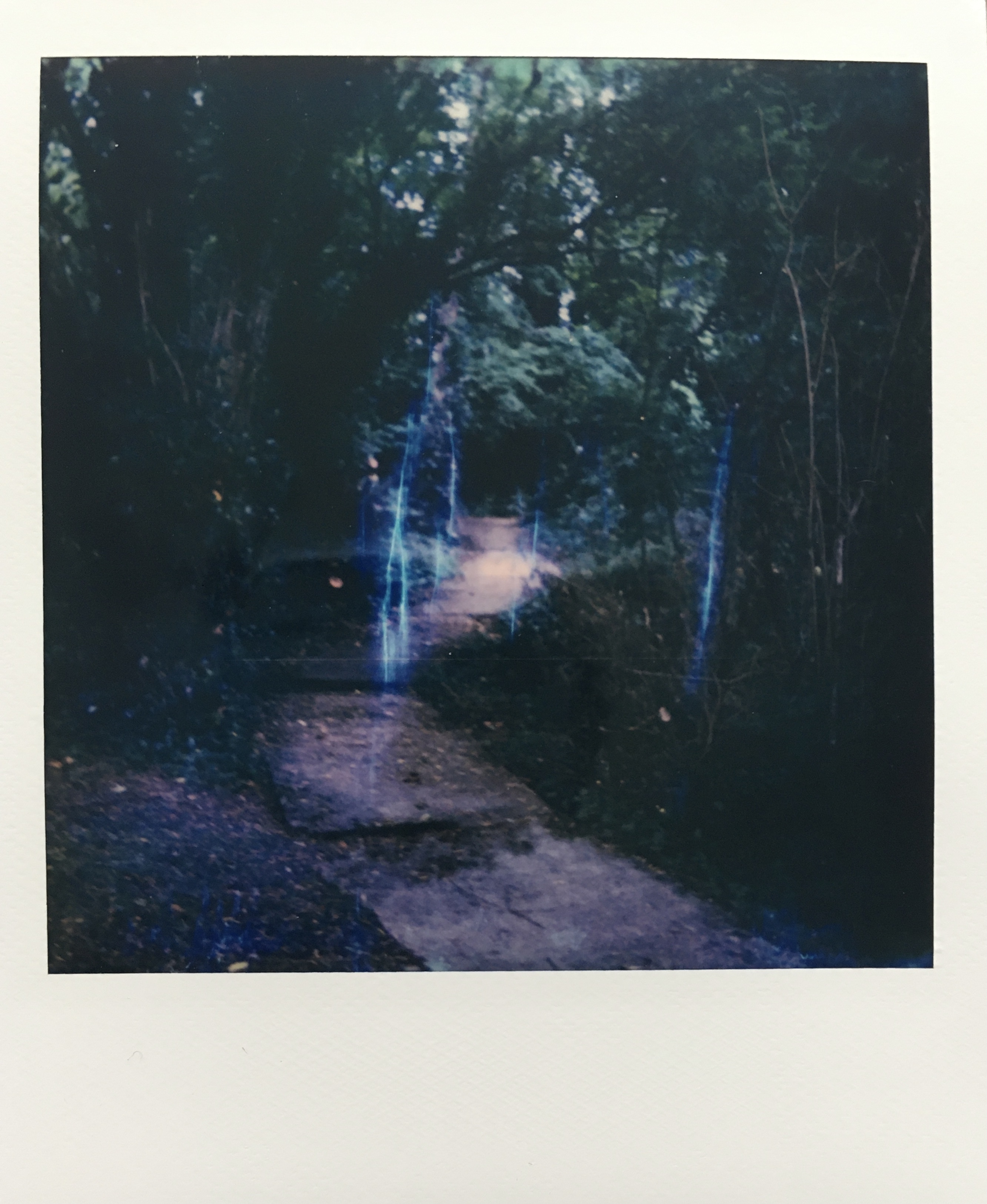 A bright narrow concrete path curves into a dark tunnel of overhanging trees. 