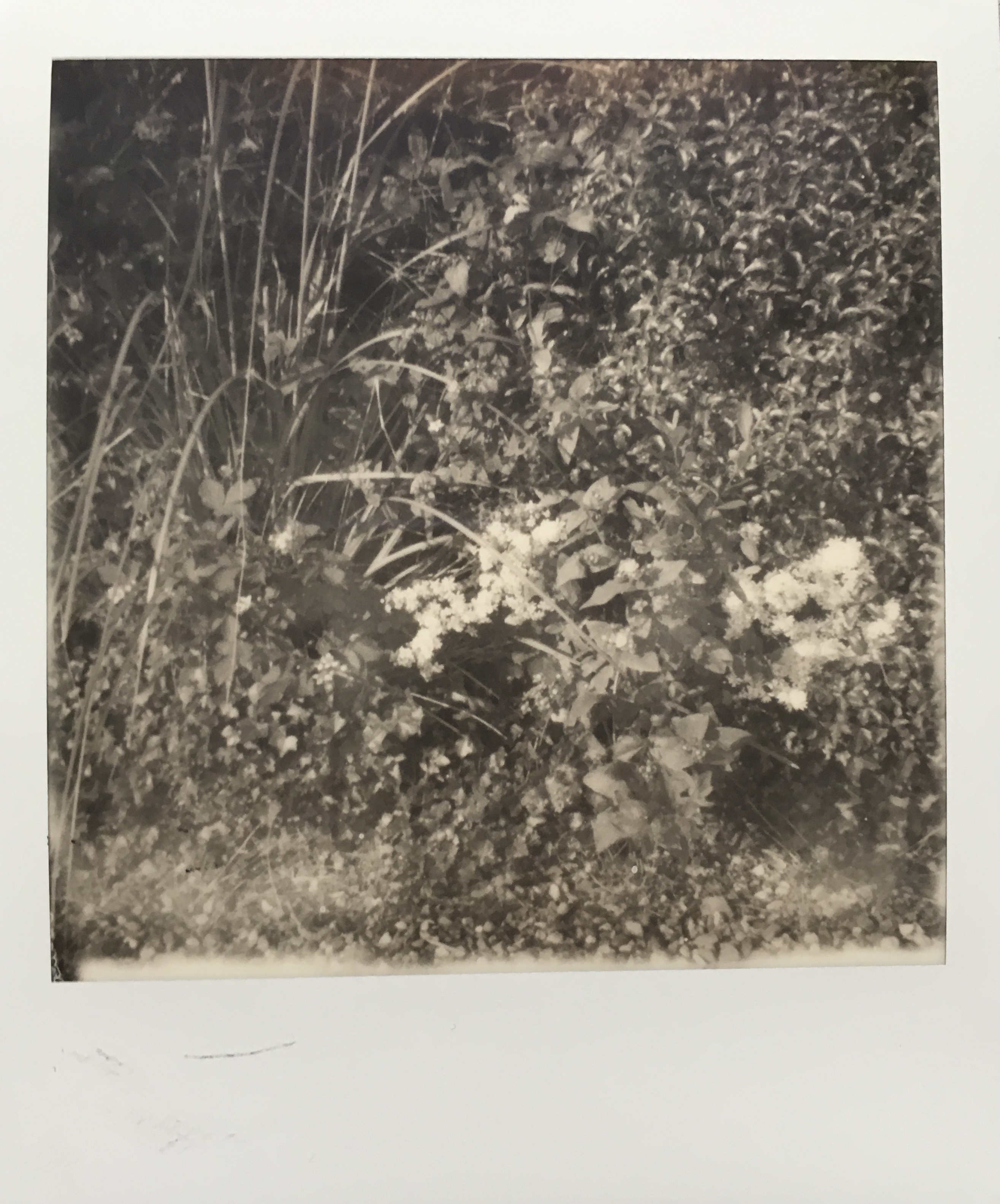 Spiky flowers grow above ivy vines, to the left of a shiny-leaved shrub and a fuzzy clump of small white flowers.  