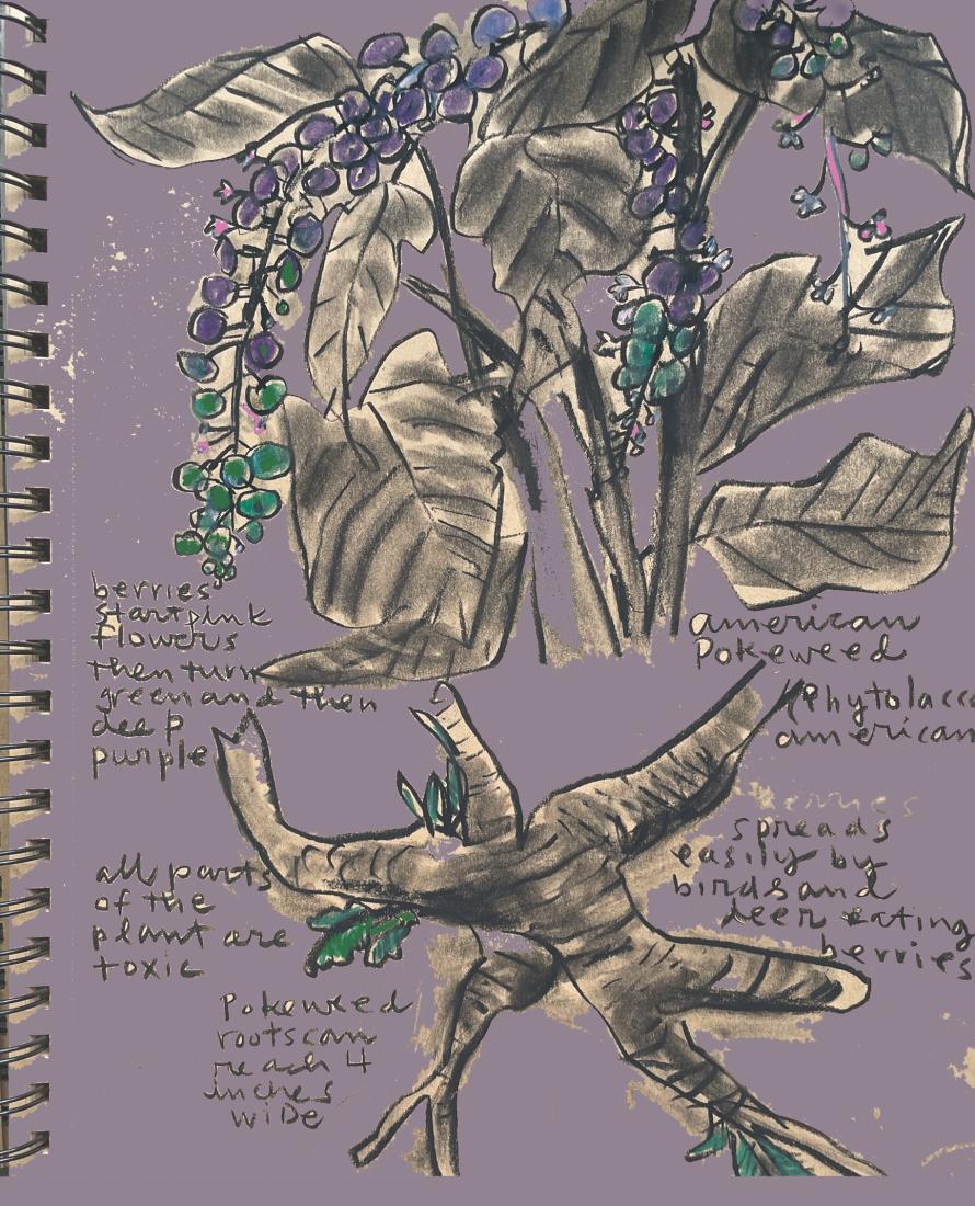 A drawing of purple and green pokeberries with black/grey leaves. Around the berries is handwritten text about pokeberries.