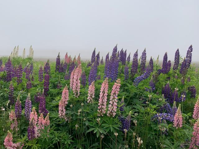 lupines