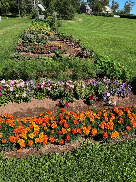 Photo of beds of colourful flowers, including marigolds, petunias, and nasturtiums.