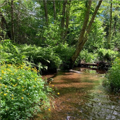 A sunlit forest scene. Summery green trees and ferns surround a gently flowing brook with yellow wildflowers in foreground.