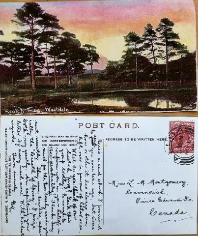 Photo of a postcard. The top (front) is a painting of a group of Scotch firs at sunset. The bottom (back) is a written message to Montgomery. 