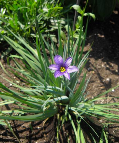 Purple flower with six petals and yellow centres surrounded by narrow green leaves.