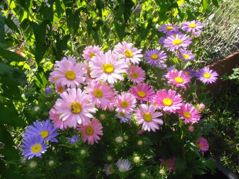 Multiple pink, lavender, and purple flowers with yellow centres.