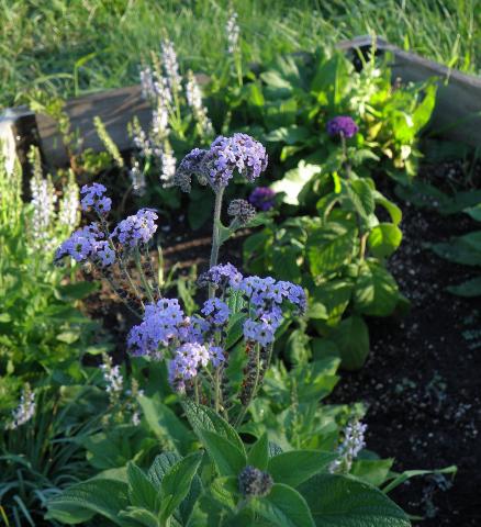 Lavender flowers with multiple small blossoms and oval-shaped leaves with darker purple flowers in background.