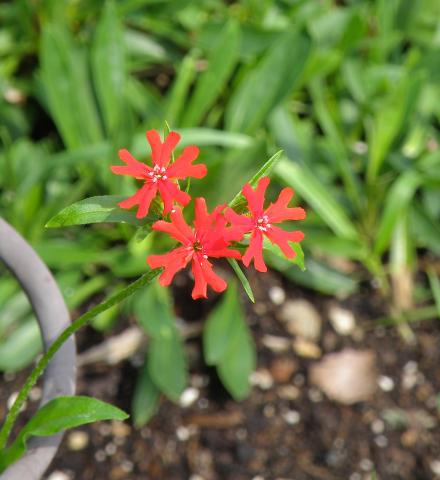Grouping of bright red flowers with four sets of petals and white centres. 