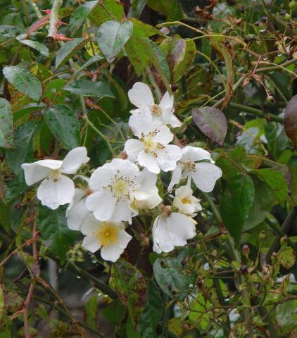 Spray of white flowers with five heart-shaped petals and yellow centres surrounded by green leaves with red markings.