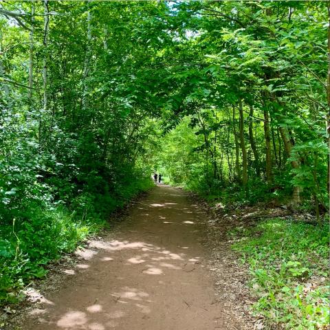 An earth path leads through a shaded, verdant tunnel of green foliage with two small human figures in the distance.