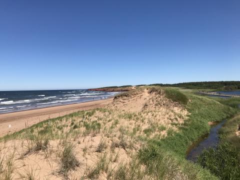 Landscape photo of a sandy shore with grass in the foreground and a sea with windswept waves under a clear blue sky.