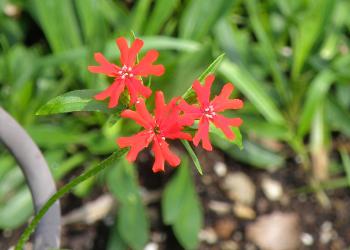Author photograph of scarlet lightning (Lychnis chalcedonica).