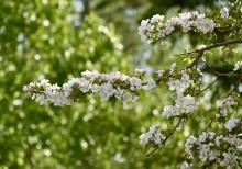 white blossoms with blurry green background