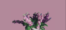 A bouquet of pink and purple lilacs on a pink background